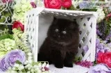 Pre-Loved Persian Kittens Available