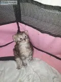 Available Maine Coon Kittens