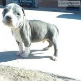 Superb Pitbull Puppy s Come With Registration Papers