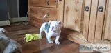 Old English bulldog dog puppies now ready for their new homes.