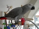 Tame Baby African Grey