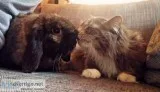 3 year old Holland lop bunny and all supplies