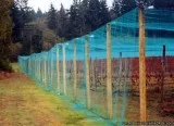 Sparrow Bird Netting Services at best prices at Hicare
