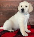 AKC Golden Retriever shots vet health