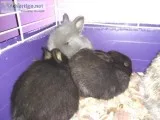 Bunnies