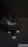 Adorable male kitten American ShorthairManx mix tuxedo coat
