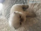 Himalayan and Persian Kittens