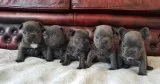 French bulldog puppies