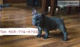 French bulldog VERY Cute playful. Awesome Personality.