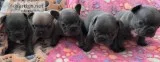 Quality French Bulldog Puppies For Sale