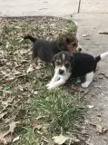 Beagle Puppie