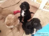 Goldendoodles