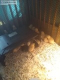 chicks