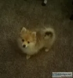Adorable Pomeranian Puppy