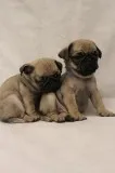 Stunning Chunky Pug Puppies Kc Reg