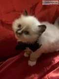 Ragdoll kittens