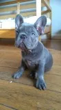 french bulldog puppies available.