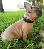 French Bulldog puppies set to go