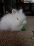 Lionhead rabbit
