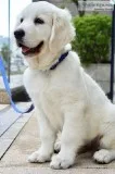Fully Health Tested Ice White Golden Retriever Puppies