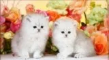 Cute Persian Kittens for Sale