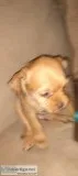 Shih- chi 8 wk old puppies