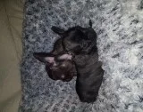 French Bulldog Puppies 11 Weeks Old
