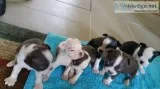 Akc boston terriers available
