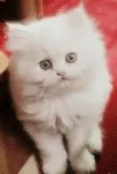 Blue Eyed White Persian Kittens