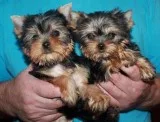 Great with Children sweet Yorkie Puppie