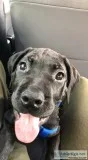 3-Month Old Cane CorsePresa Canario Mix Puppy