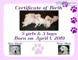 English Cream Golden Retriever Puppies