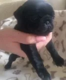 Perfect pug puppies health tested parent