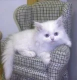 Persian kittens for sale
