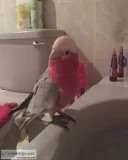 Tame baby galah cockatoo