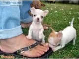 Teacup Chihuahua Puppies available