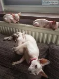 9-10 Weeks old Tica Sphynx Kittens For Sale