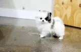 Pomeranian Puppies