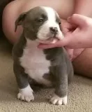 American Pitbull Puppies.
