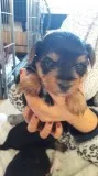 Male & female yorkshire terrier puppies