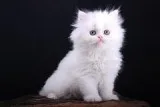 GORGEOUS PERSIAN KITTEN FOR ADOPTION
