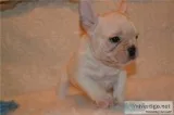 Affordable french bulldog puppies for sa