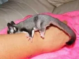 Two Beautiful Sugar Gliders for sale