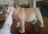 Bobo New English Bulldog Puppies Ready