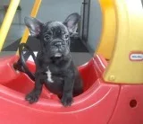 Stunning Litter Of French Bulldogs For Sale 500 each