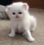 Hansom little Persian Kitten for good home