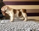 AKc Registered Bulldog Puppies