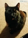 Young Cat Needs Forever Family 