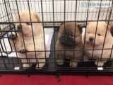 HEALTHY CHOW CHOW PUPPIES FOR SALE