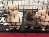 HEALTHY CHOW CHOW PUPPIES FOR SALE